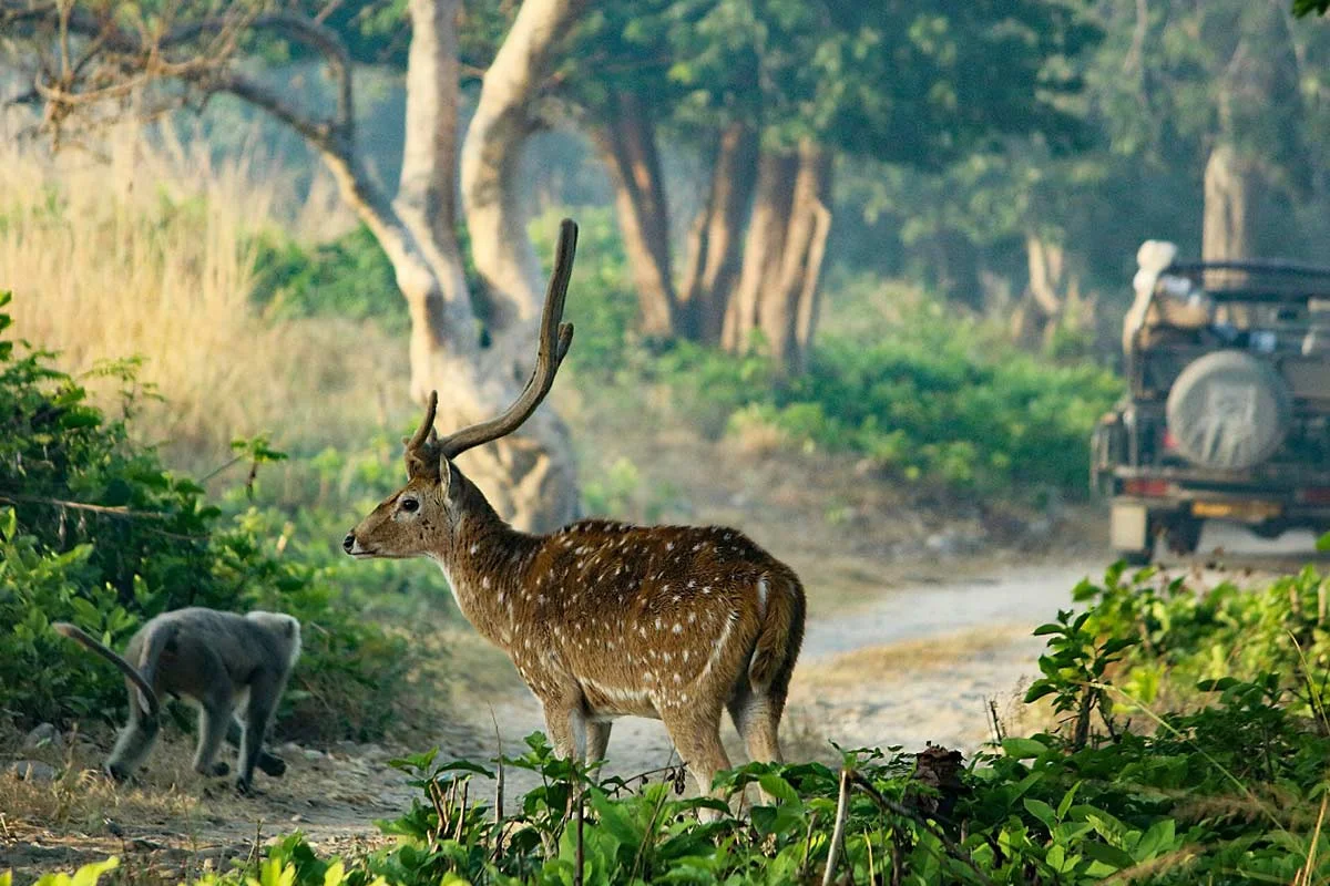Expansive grasslands landscape in core tiger reserve